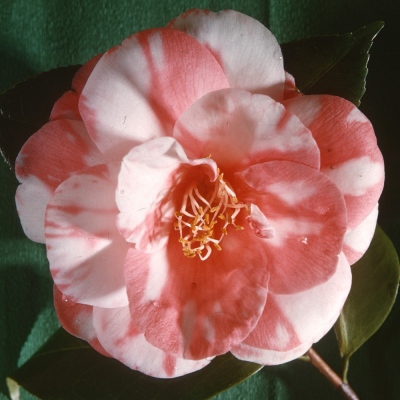 Prima Donna Variegated